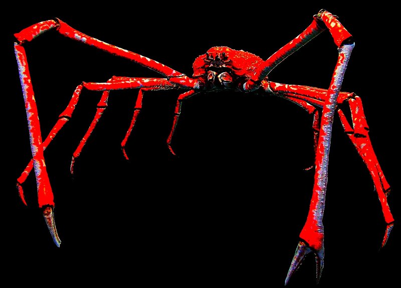 Red spider crab