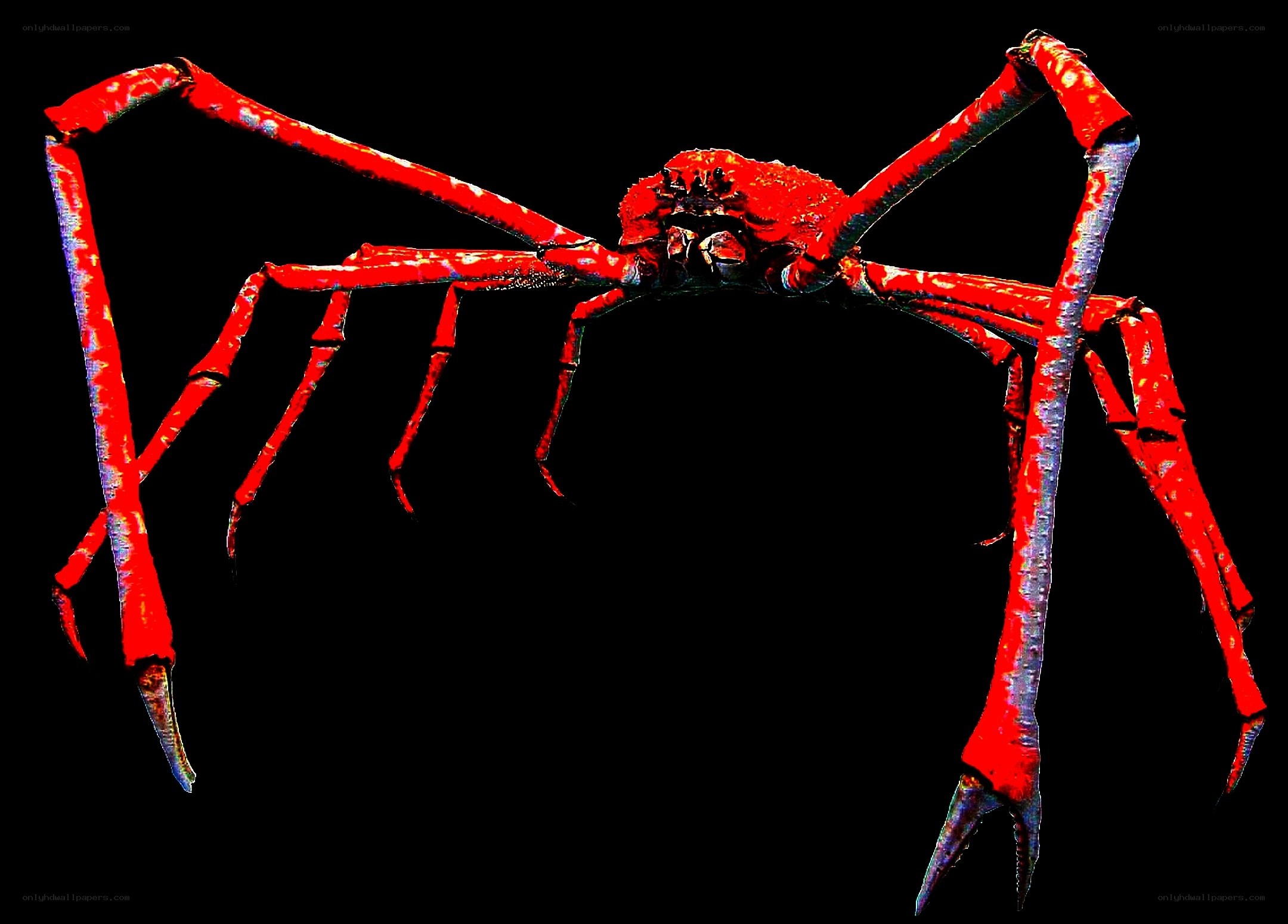 Red spider crab