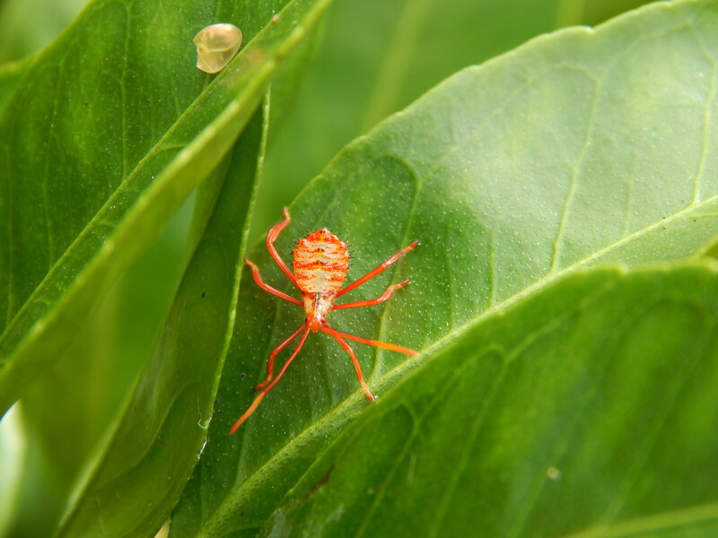 Red Spider Insect