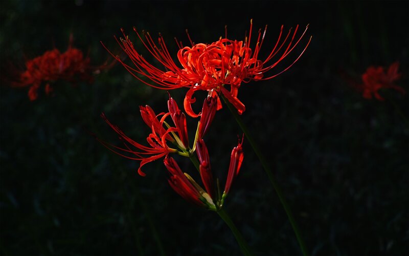 Red Spider Lilies — Dramatic, Night, Photograph, Flowers