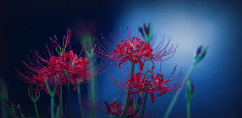 Red Spider Lilies — Dramatic, Night, Photograph