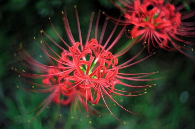 Red Spider Lilies — Dramatic, Photograph