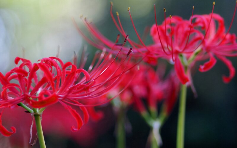 Red Spider Lilies — Dramatic