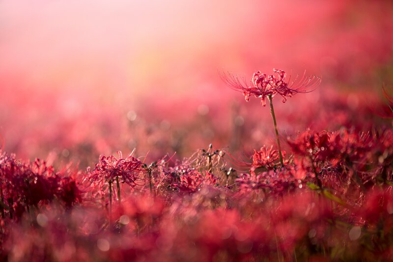 Red Spider Lilies Field