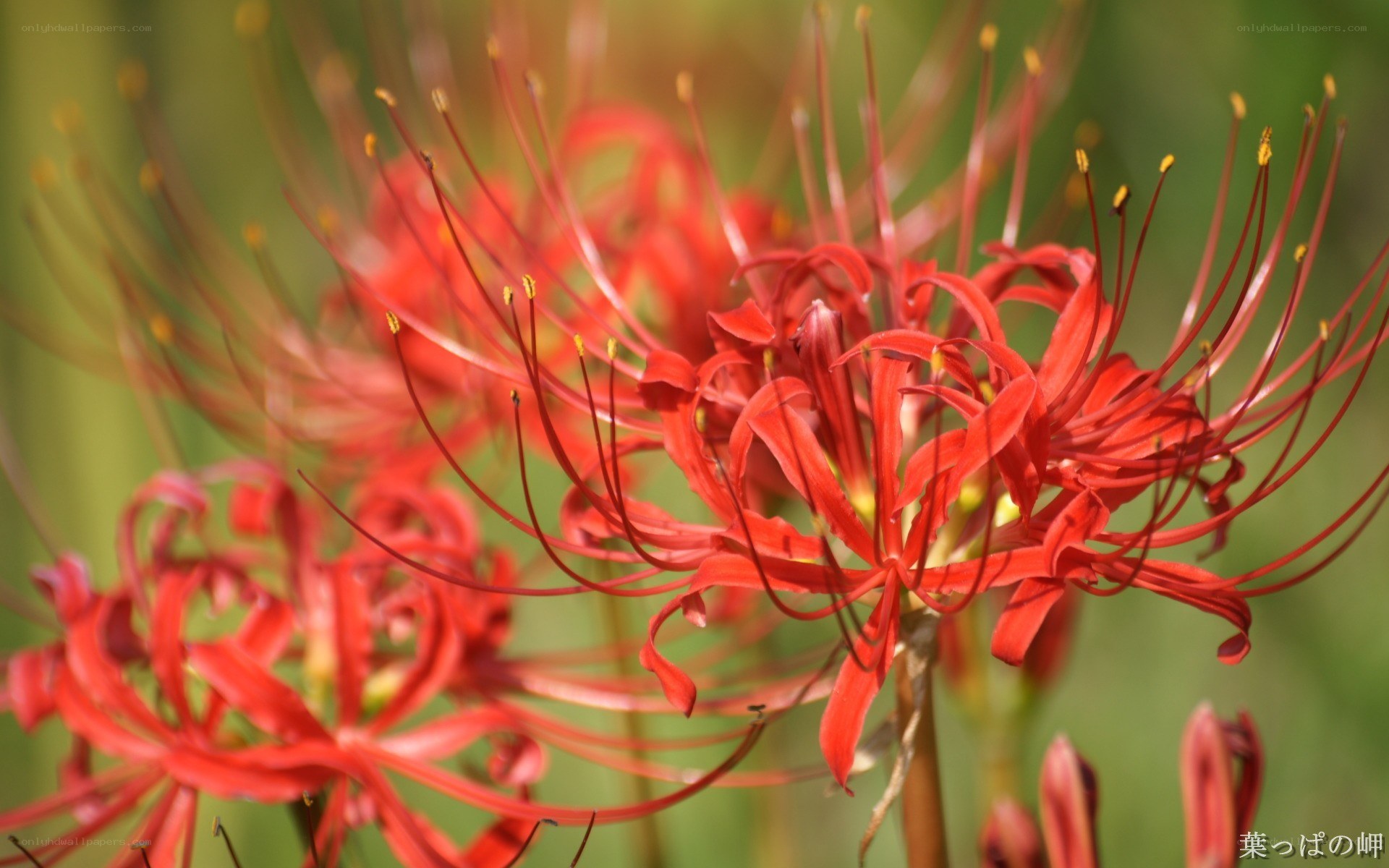 Red spider lilies in bloom