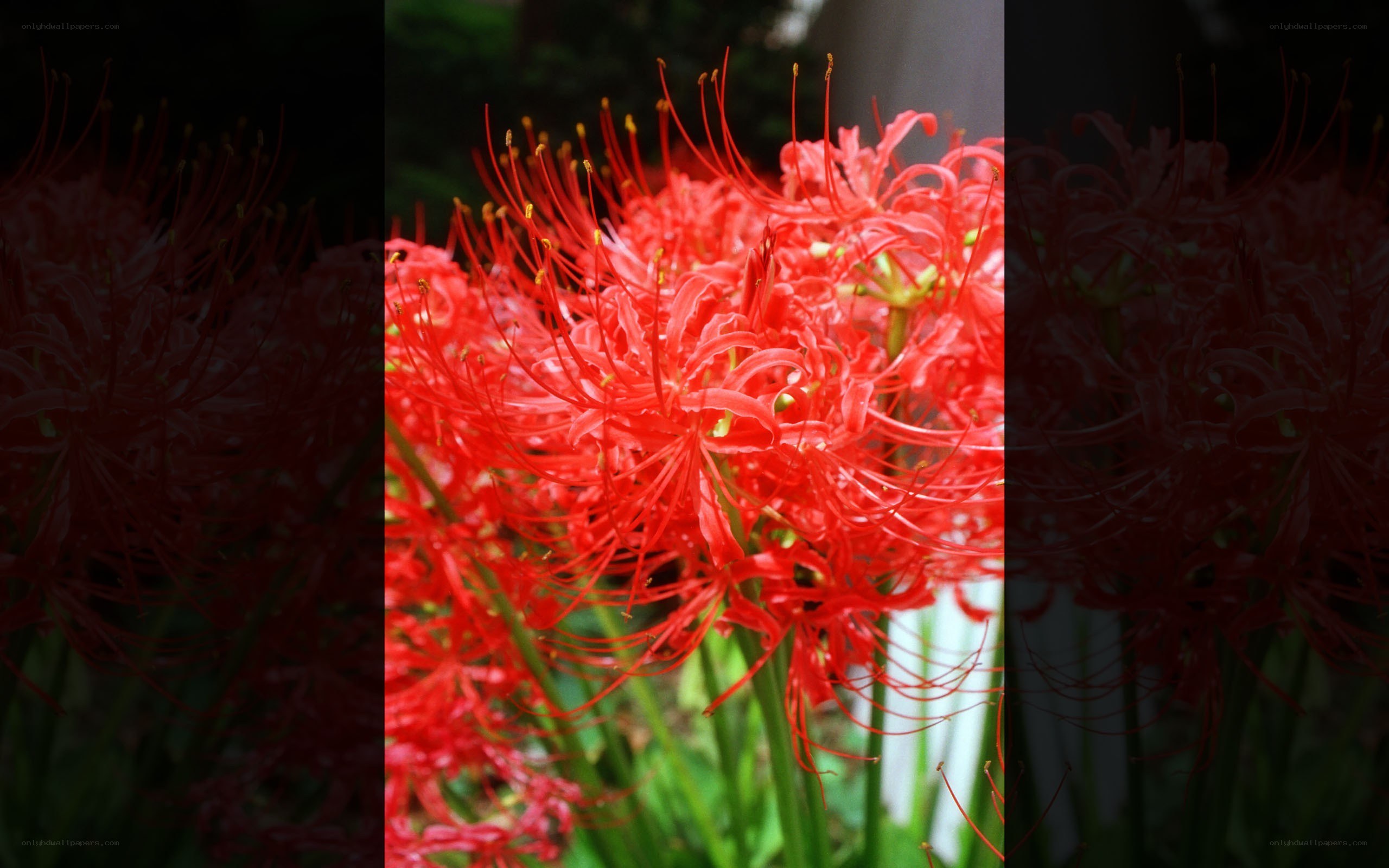 Red spider lilies in bloom