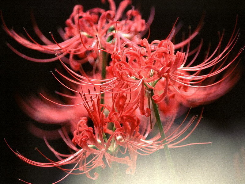 Red spider lilies in bloom