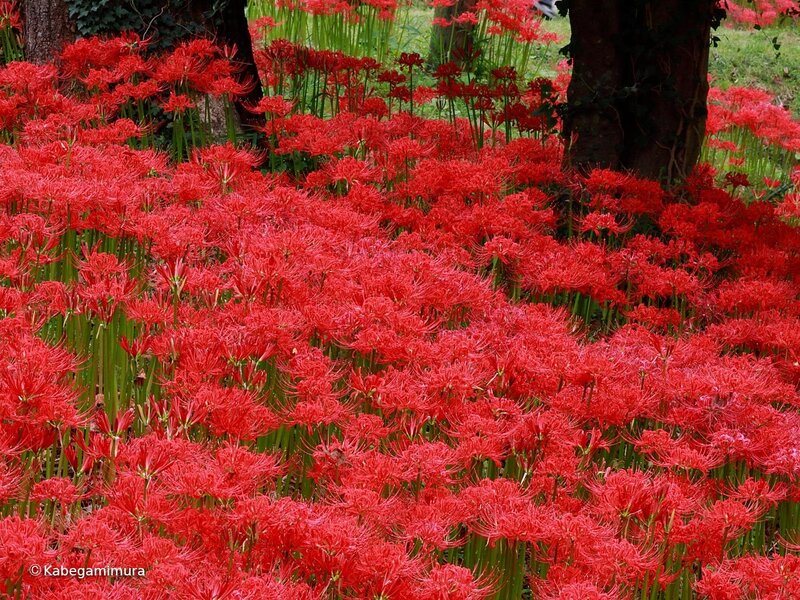 Red spider lilies in bloom
