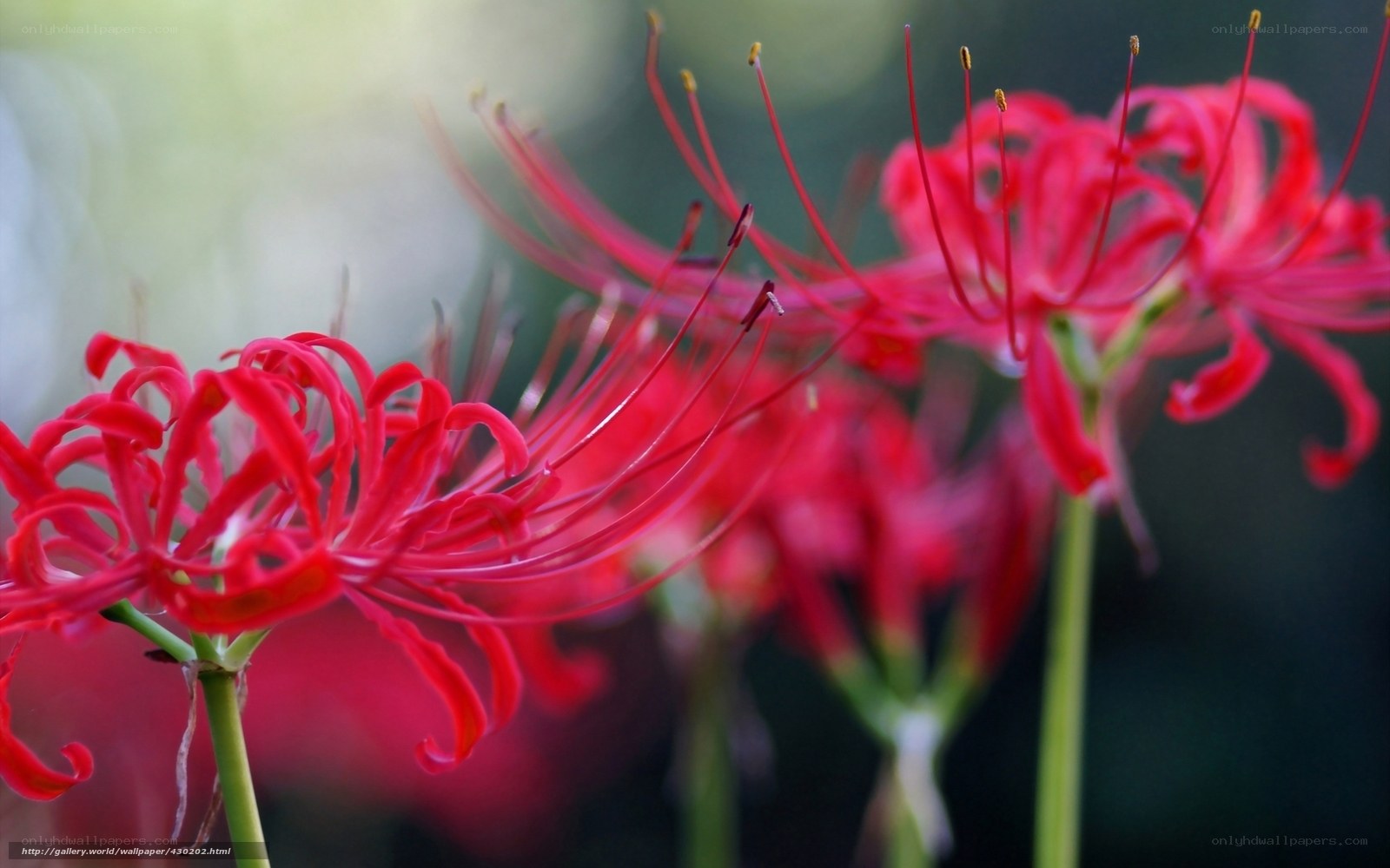 Red spider lilies in bloom
