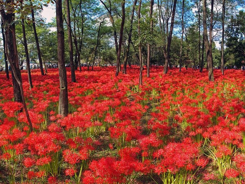 Red Spider Lilies in Forest — Serene, Afternoon