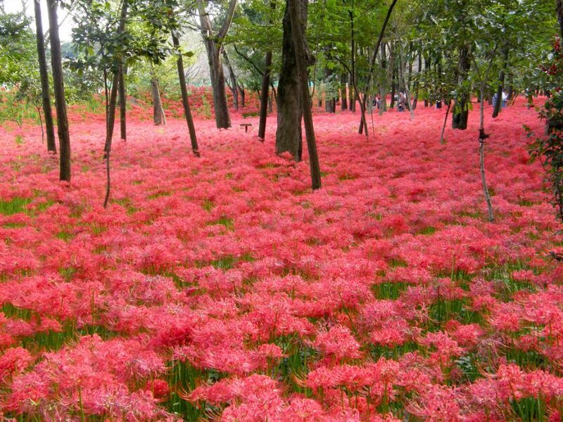 Red Spider Lilies in Forest — Serene, Spring
