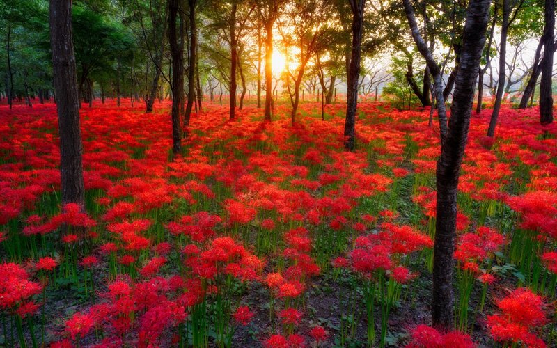 Red Spider Lilies in Forest — Serene, Sunset, Photograph
