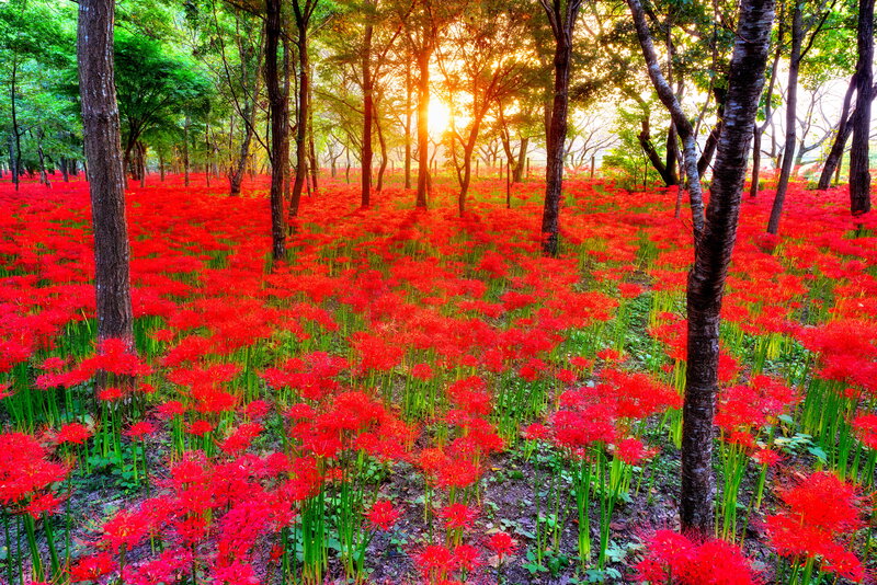 Red Spider Lilies in Forest — Serene, Sunset, Photograph, Trees