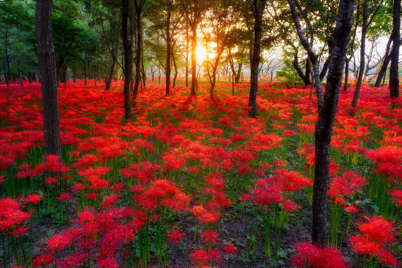 Red Spider Lilies in Forest — Serene, Sunset
