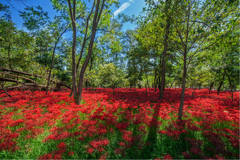 Red Spider Lilies in Forest — Serene