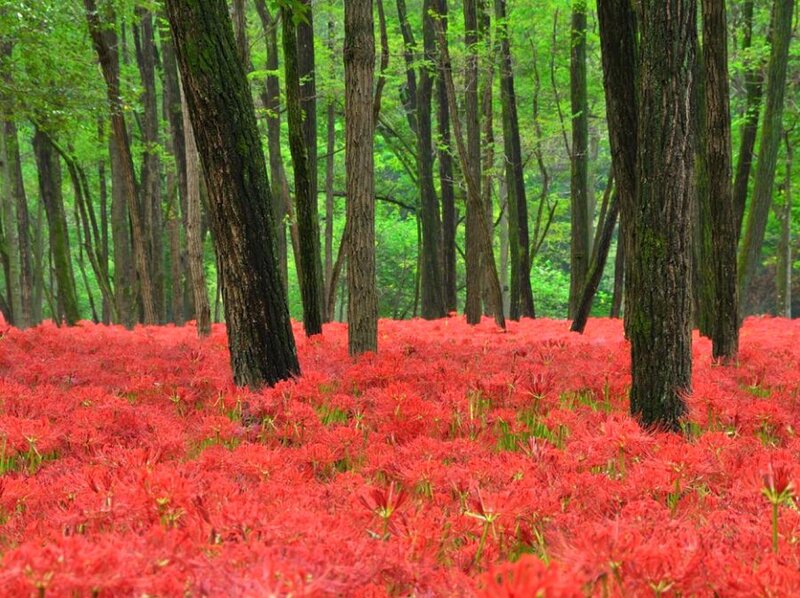 Red Spider Lilies in Forest