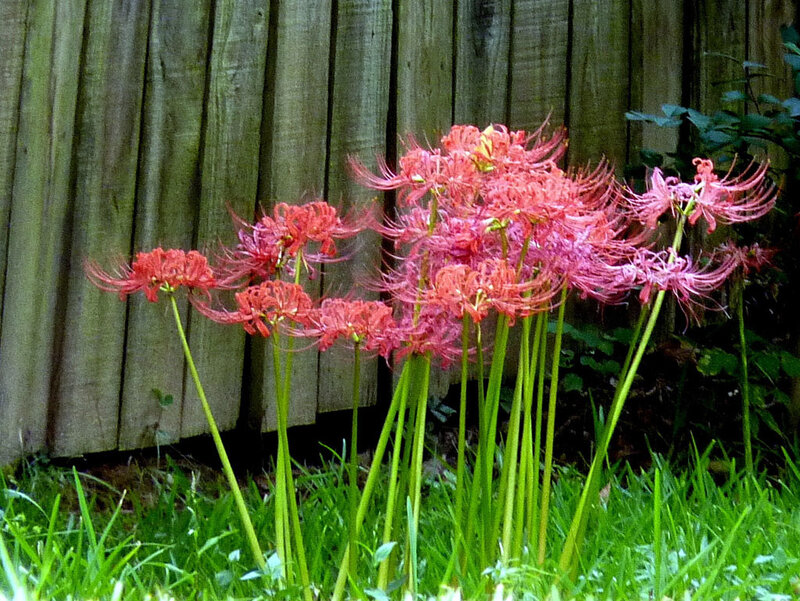 Red spider lilies in garden