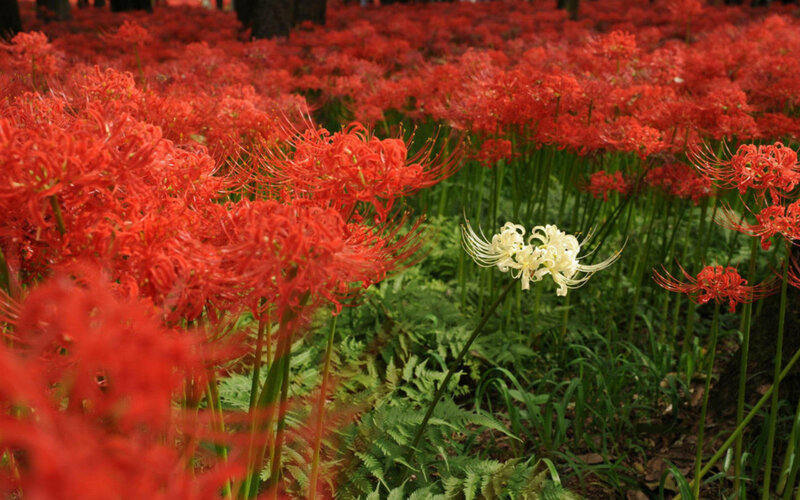 Red Spider Lilies — Serene, Summer