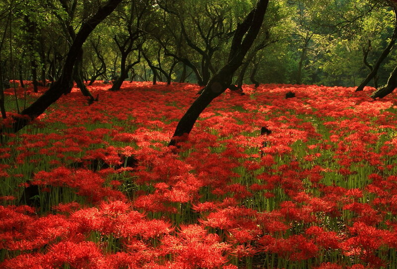 Red Spider Lilies — Serene