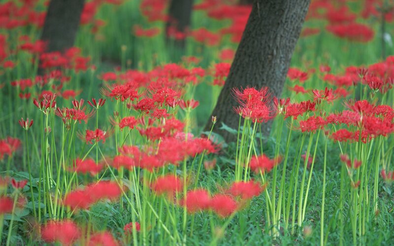 Red Spider Lilies