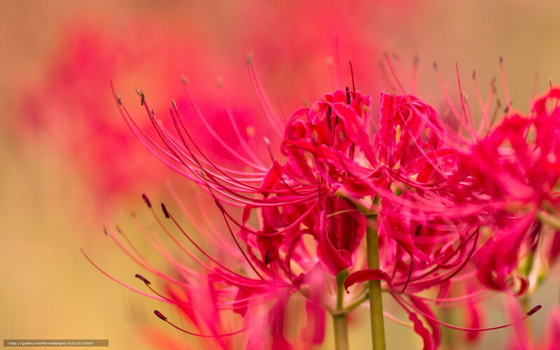 Red Spider Lilies — Vibrant, Autumn