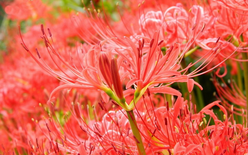 Red Spider Lilies — Vibrant, Summer, Photograph