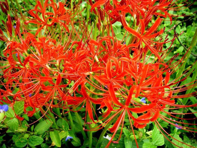 Red Spider Lilies — Vibrant, Summer
