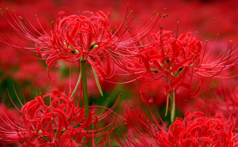 Red Spider Lilies — Vibrant