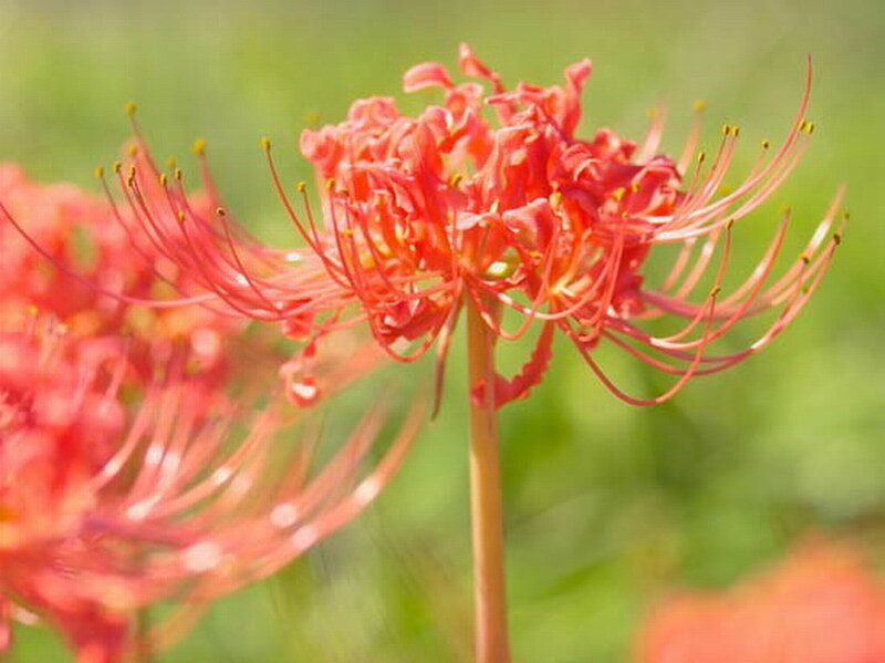 Red Spider Lily Flower — Calm