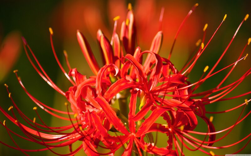 Red Spider Lily Flower — Dramatic, Afternoon