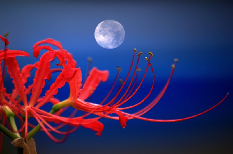 Red Spider Lily Flower — Dramatic, Night, Photograph, Moon