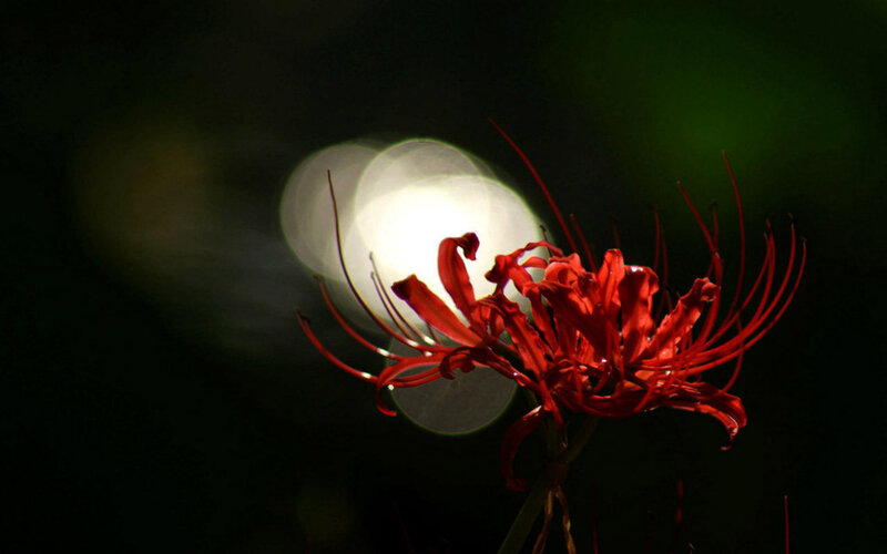 Red Spider Lily Flower — Dramatic, Night, Photograph