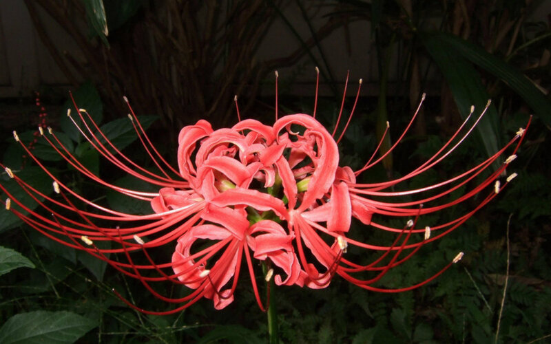 Red Spider Lily Flower — Dramatic, Night