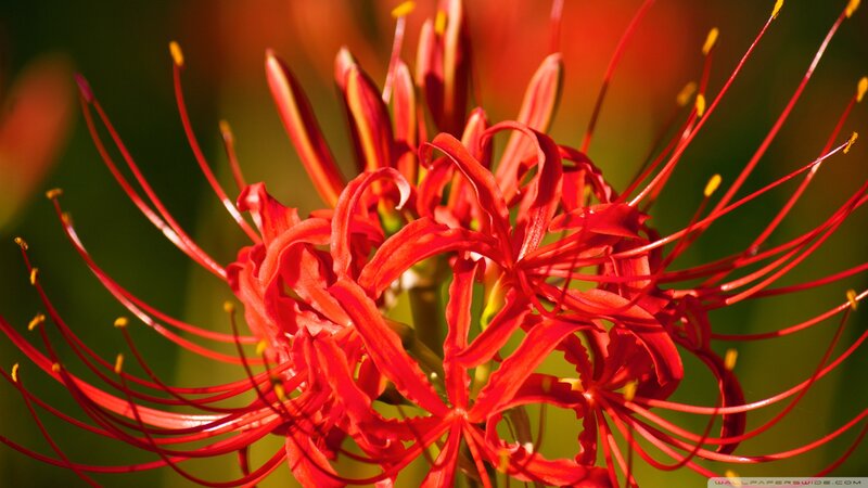 Red Spider Lily Flower — Dramatic, Photograph, Stamen