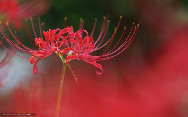 Red Spider Lily Flower — Dramatic, Photograph, Stem