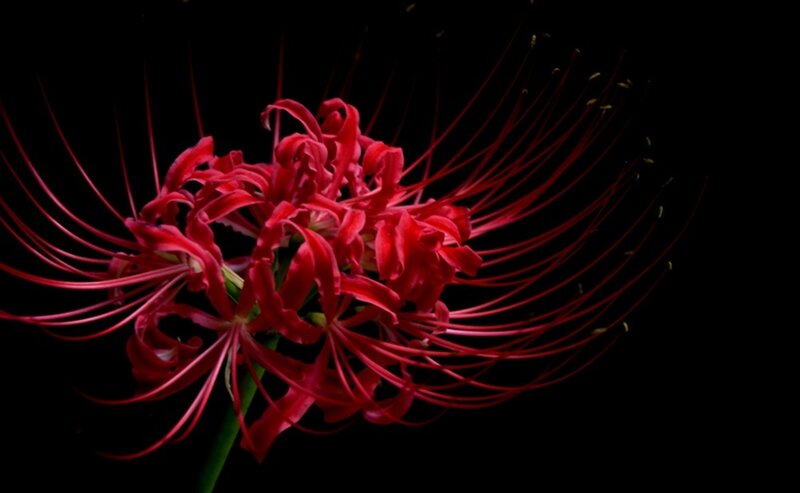 Red Spider Lily Flower — Dramatic, Photograph