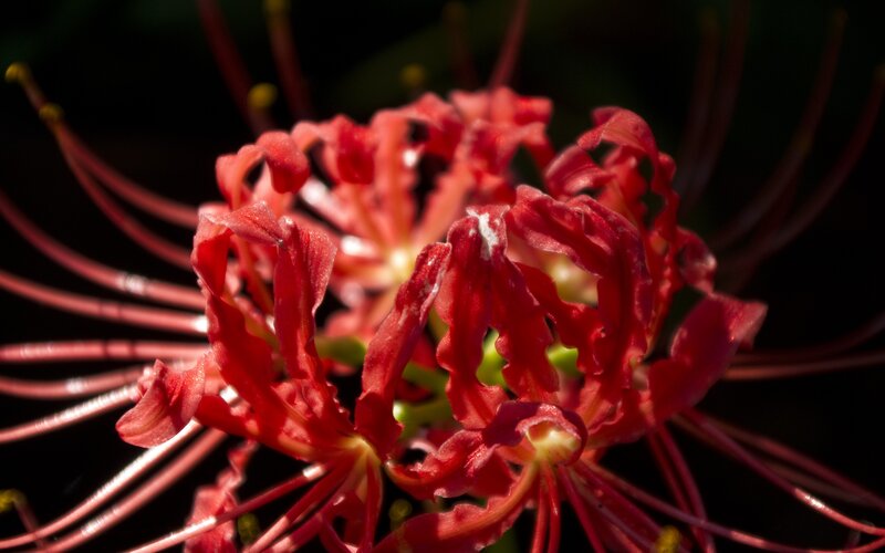 Red Spider Lily Flower — Dramatic