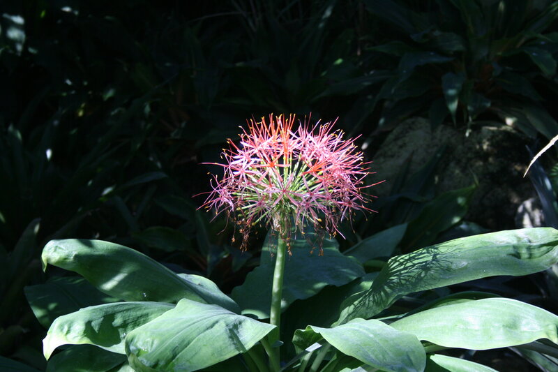 Red Spider Lily Flower — Green, Dramatic