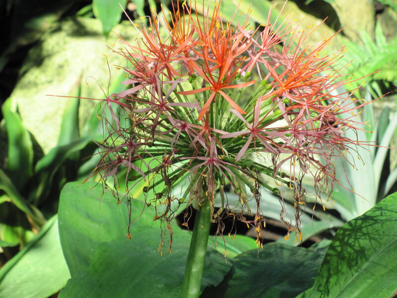 Red Spider Lily Flower — Green