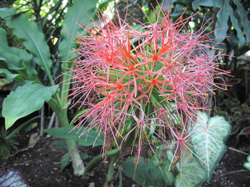 Red Spider Lily Flower — Natural, Afternoon