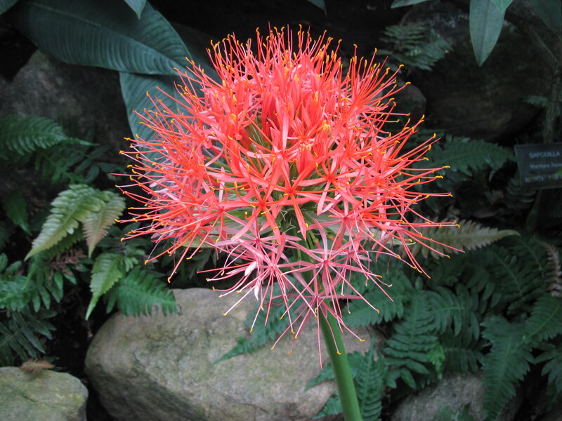 Red Spider Lily Flower — Natural, Photograph, Fern
