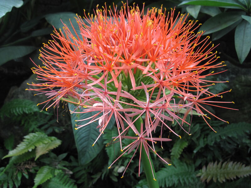 Red Spider Lily Flower — Natural, Photograph, Green Leaves