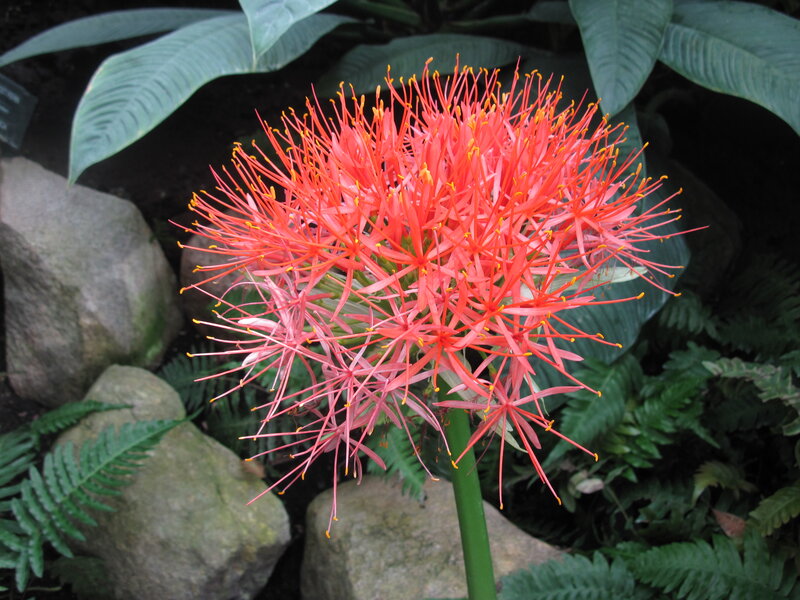 Red Spider Lily Flower — Natural, Photograph, Rocks