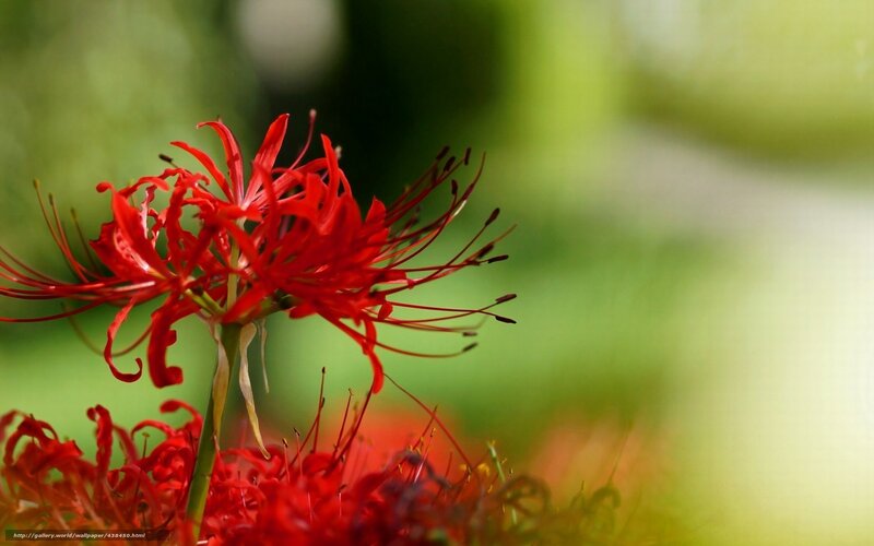 Red Spider Lily Flower — Natural, Photograph, Stem