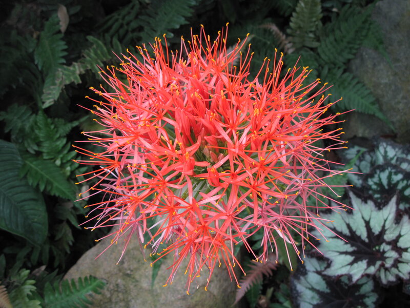 Red Spider Lily Flower — Natural, Photograph