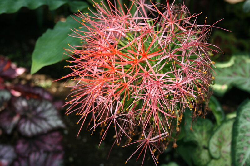 Red Spider Lily Flower — Natural