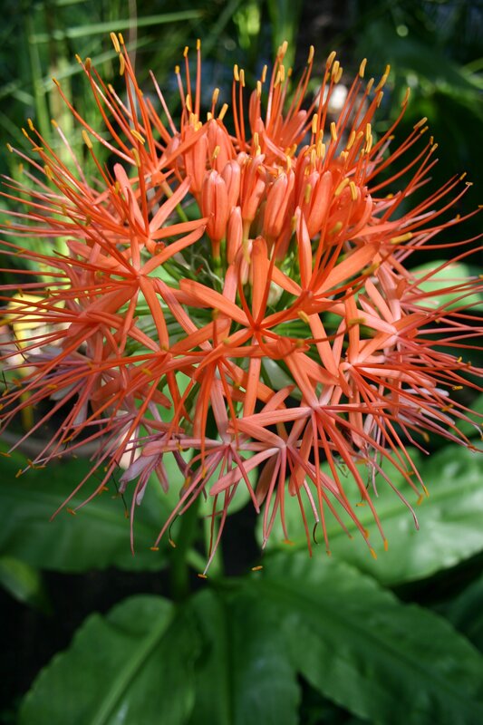 Red Spider Lily Flower — Orange