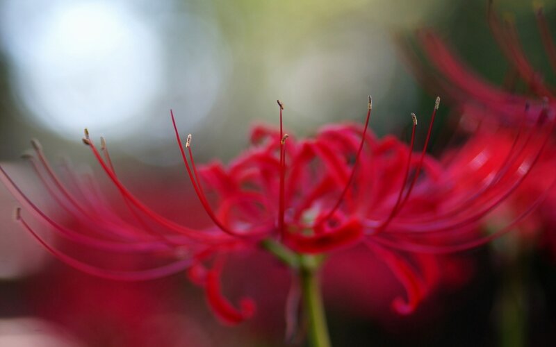 Red Spider Lily Flower — Serene