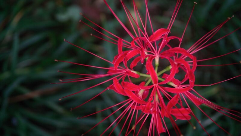 red spider lily flower