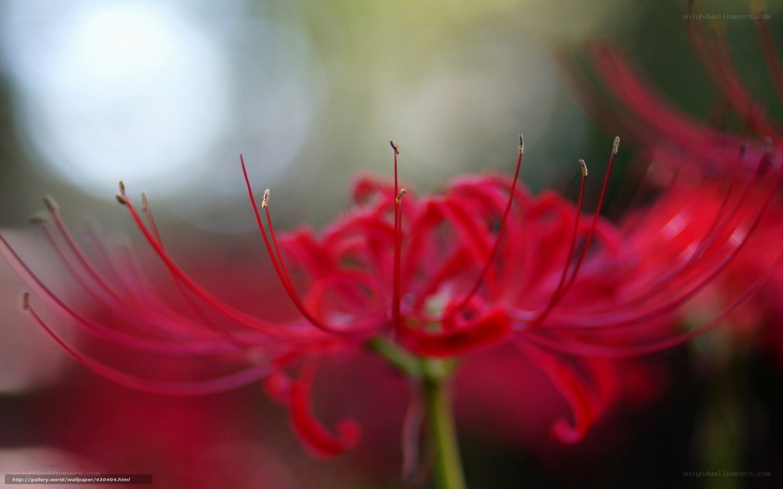 Red spider lily in bloom